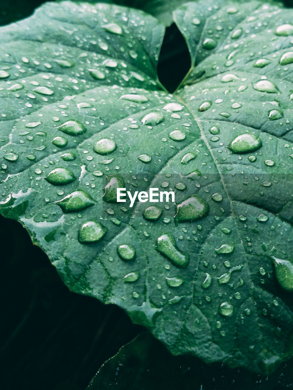 CLOSE-UP OF WET PLANT LEAVES