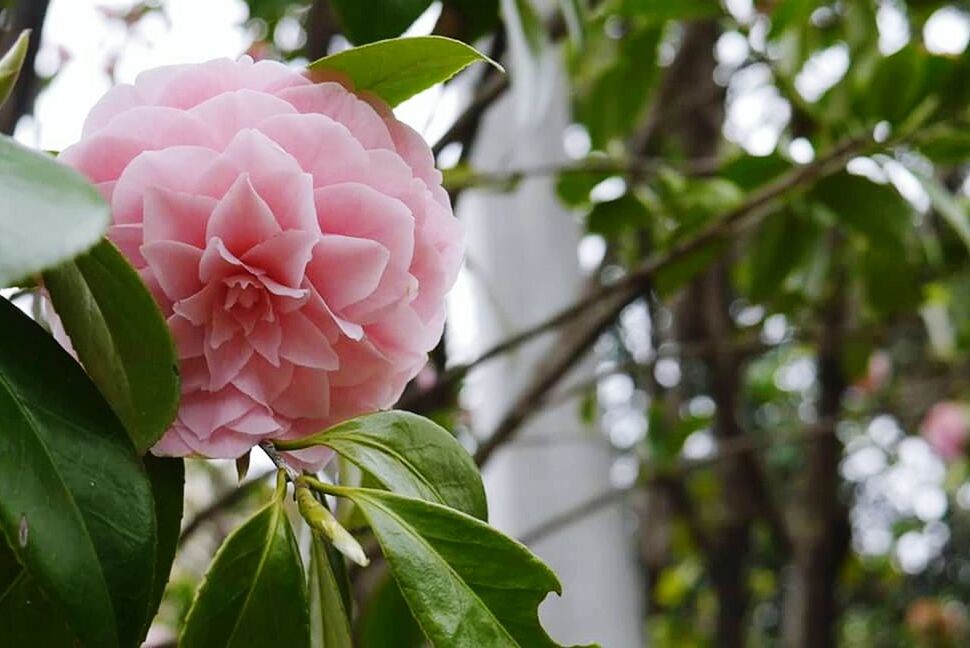 CLOSE-UP OF PINK FLOWERS BLOOMING