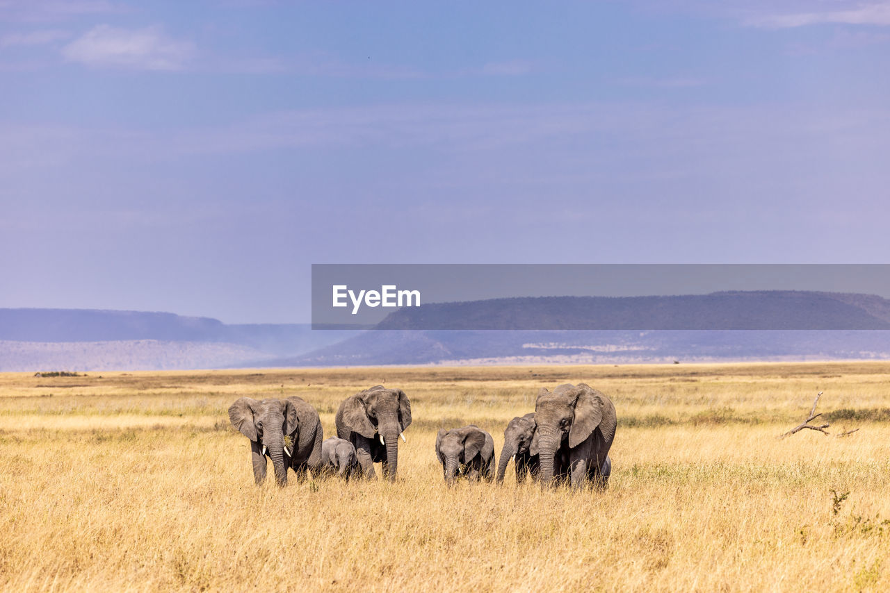 Elephant family in africa
