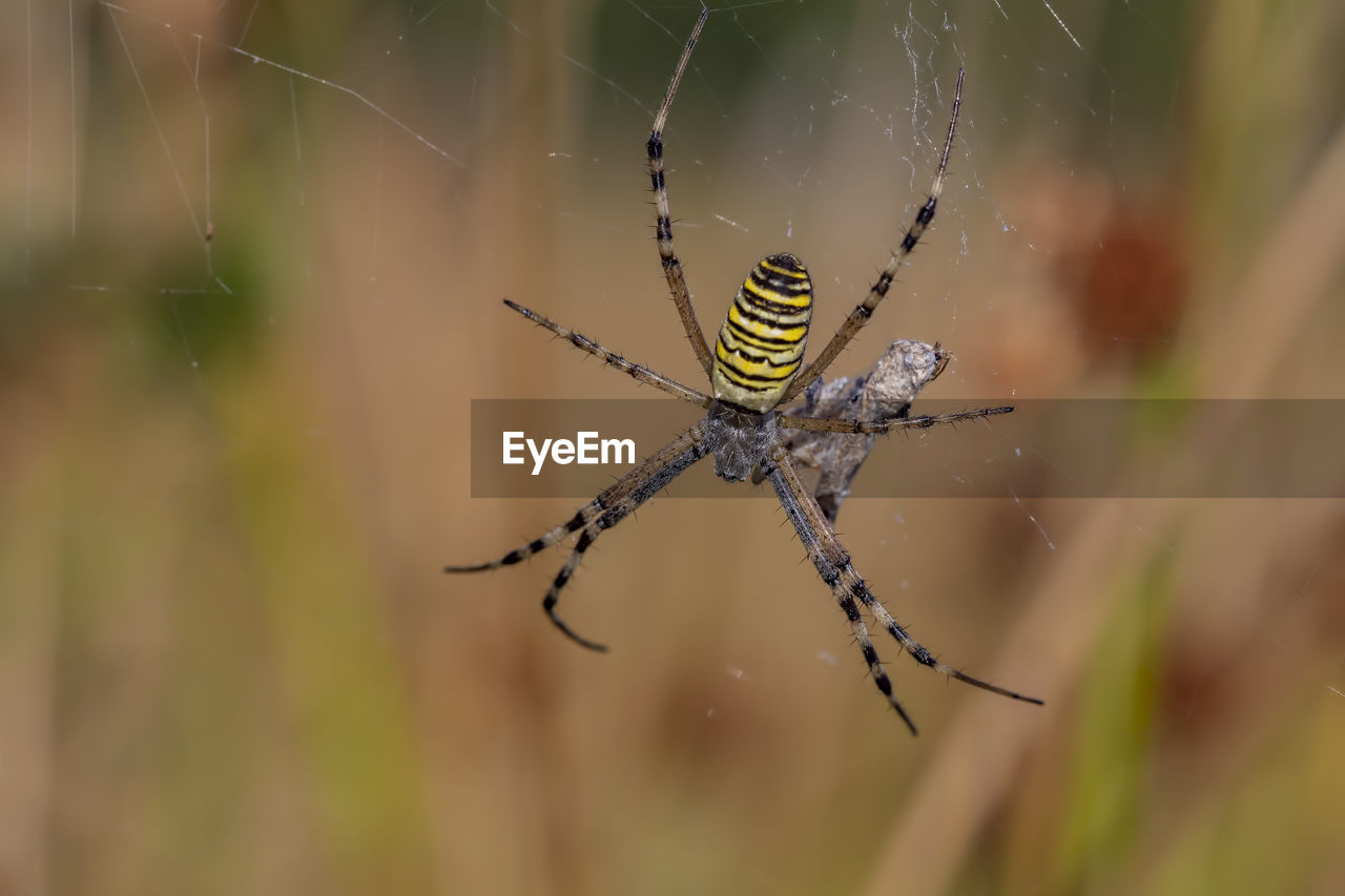 CLOSE-UP OF SPIDER WEB