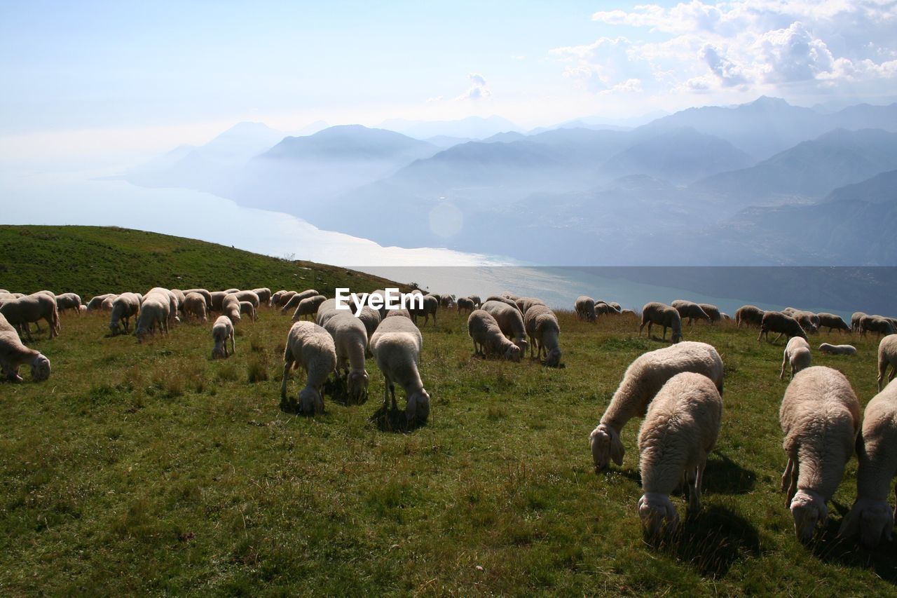 GROUP OF HORSES GRAZING IN FIELD