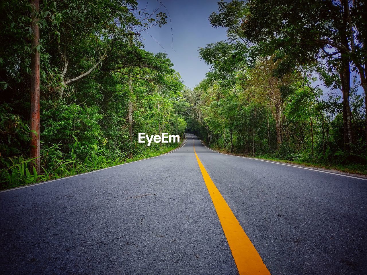 Empty road along trees