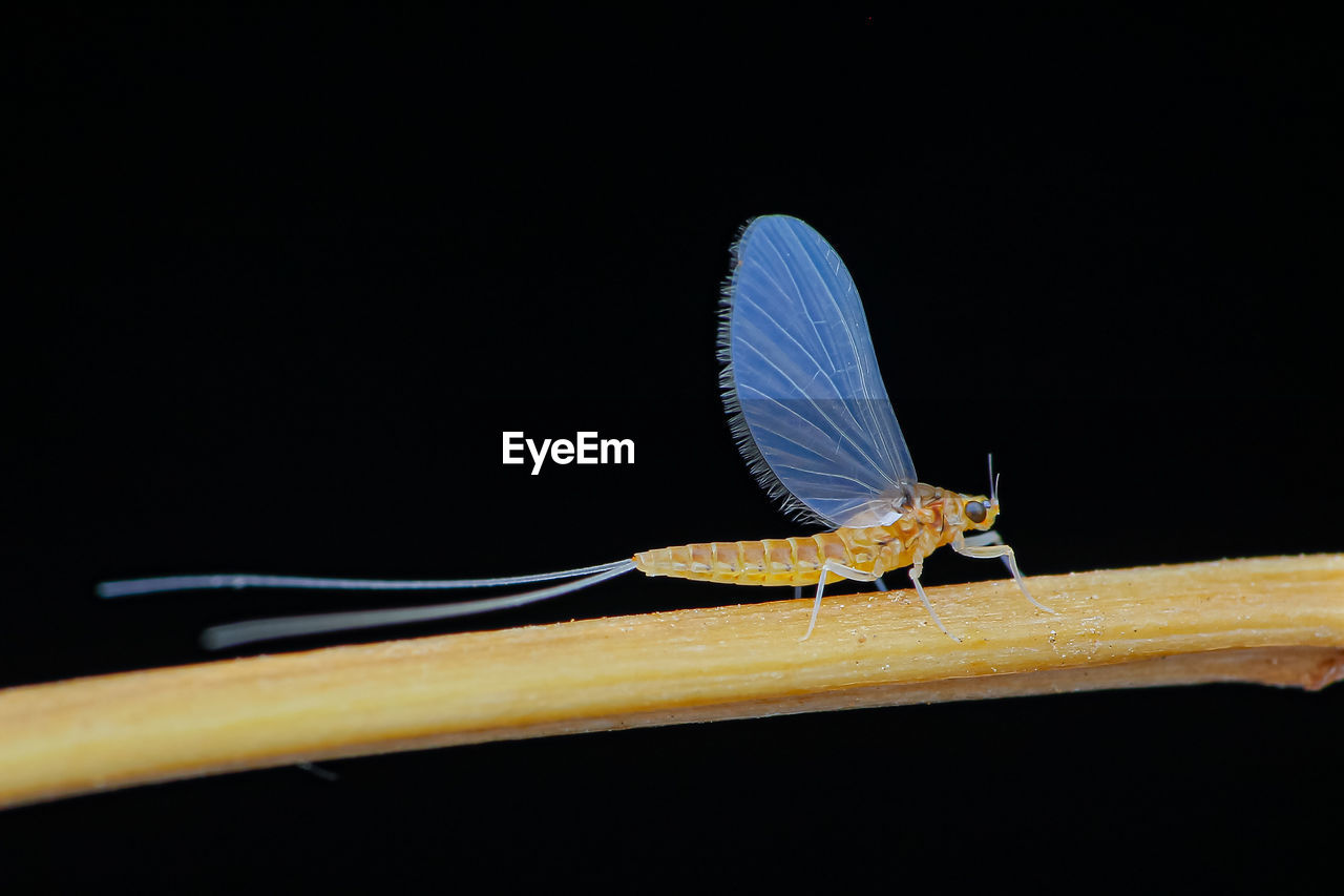Close-up shot of a mayfly