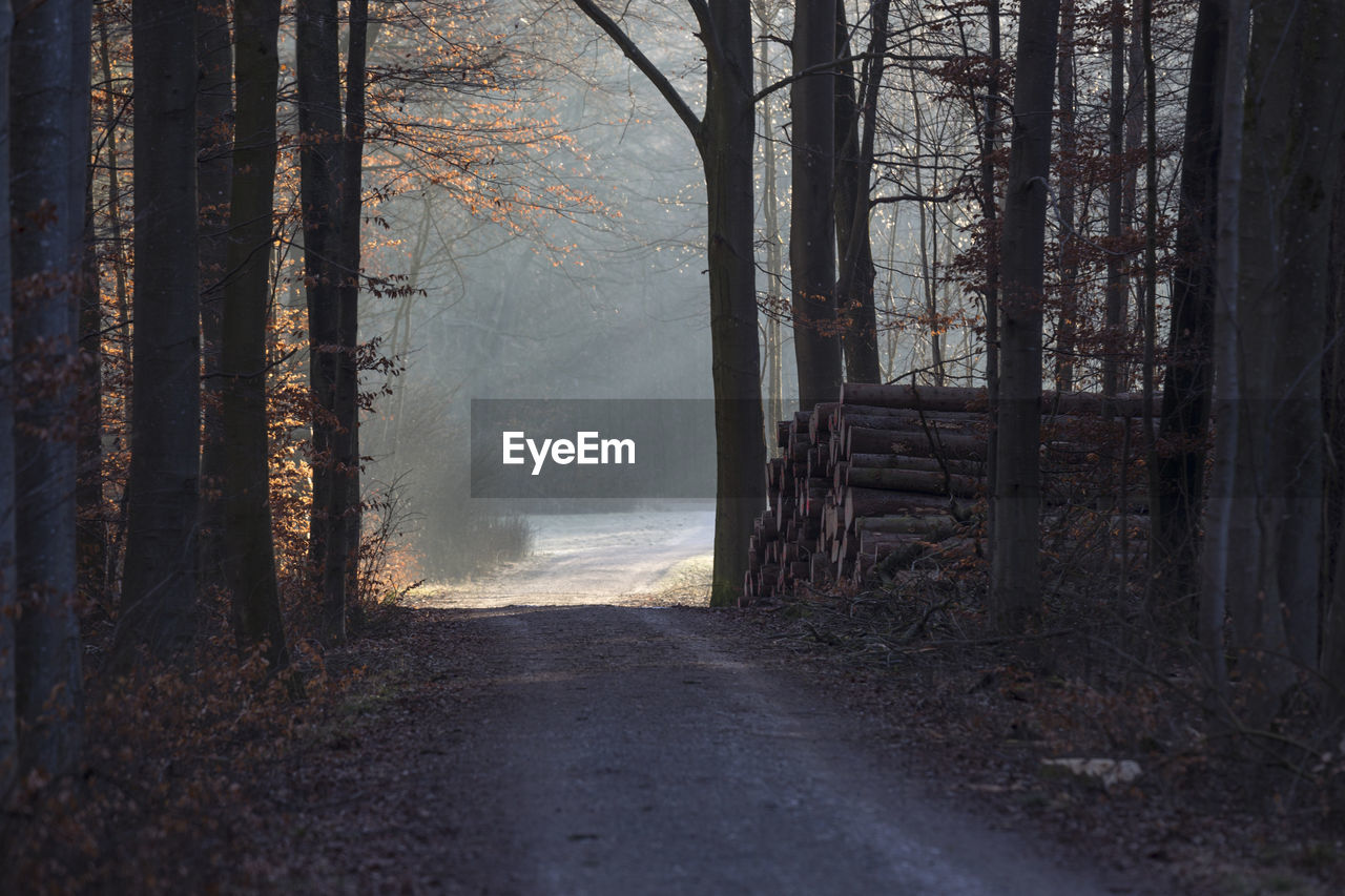 Road amidst trees in forest