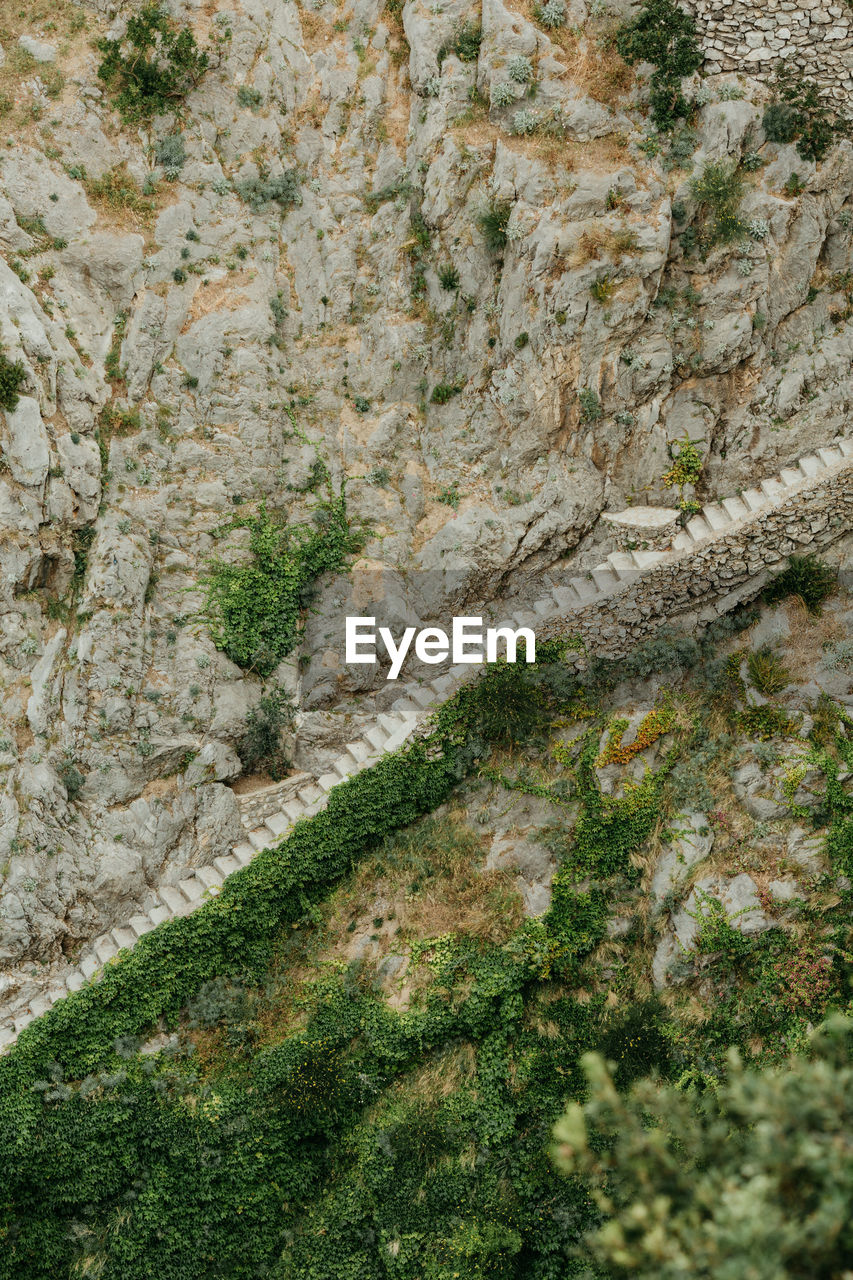 Moss growing on rock