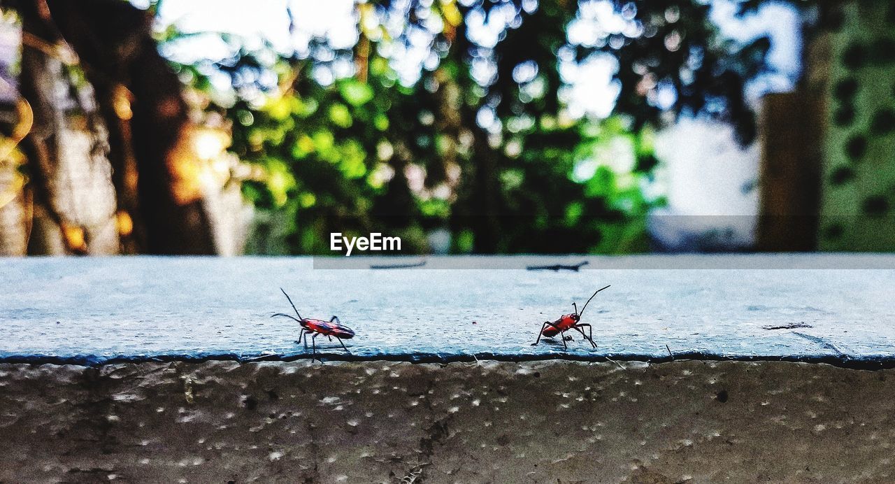 CLOSE-UP OF ANTS ON THE GROUND