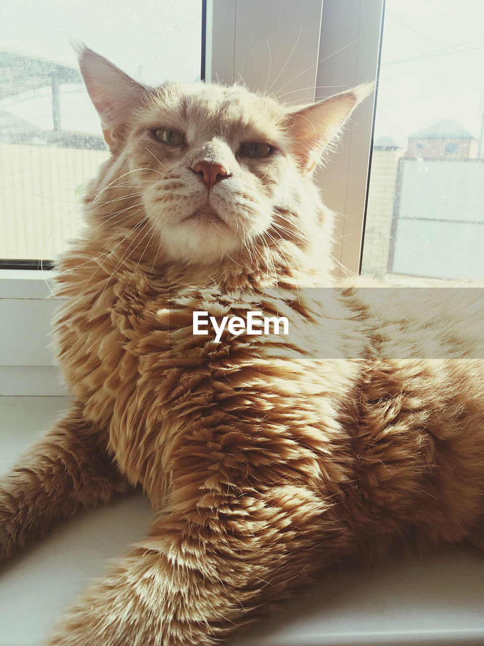 Portrait of cat relaxing on window at home