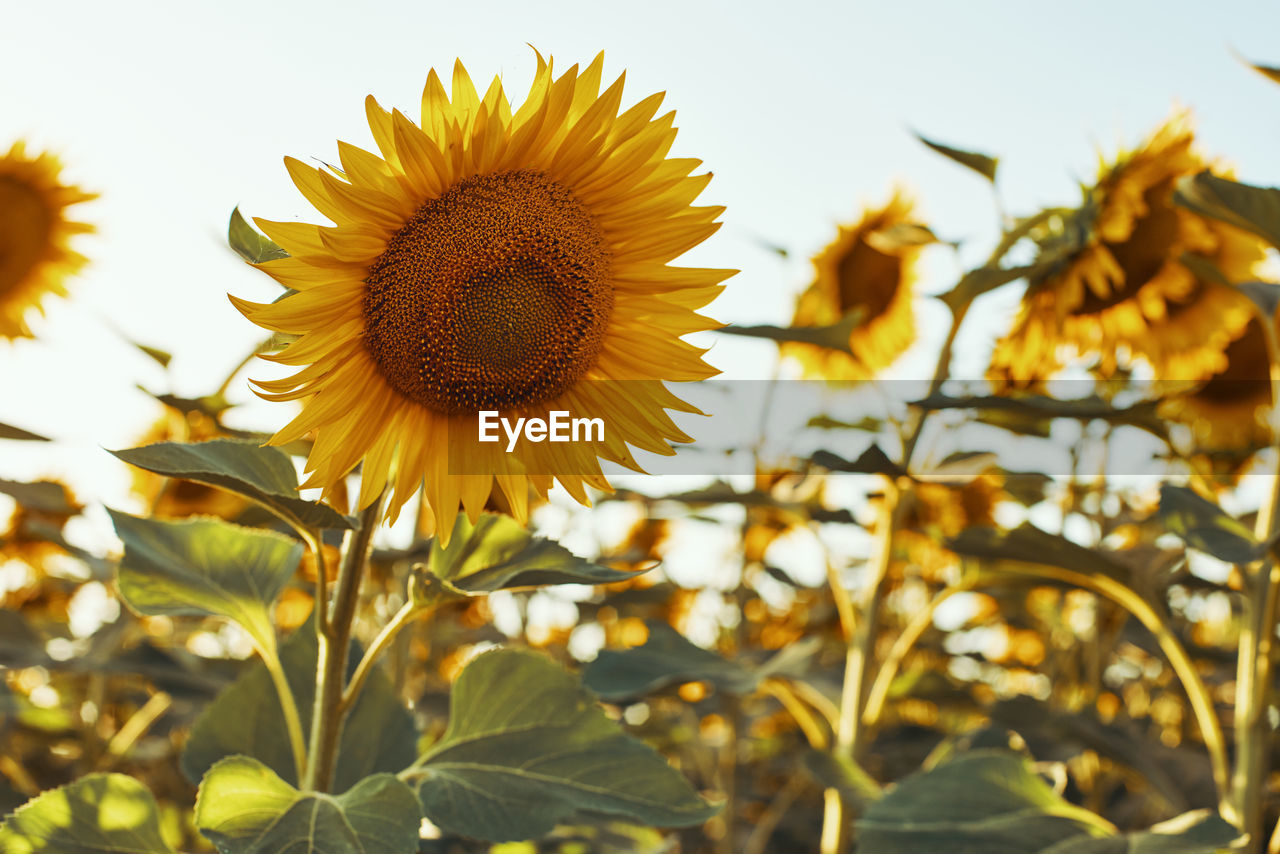 Close-up of yellow flowering plant against sky