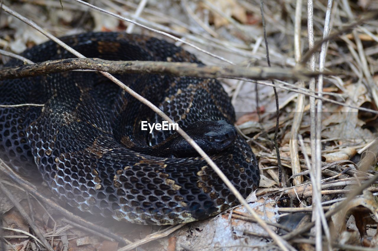 Blk phased timber rattler 