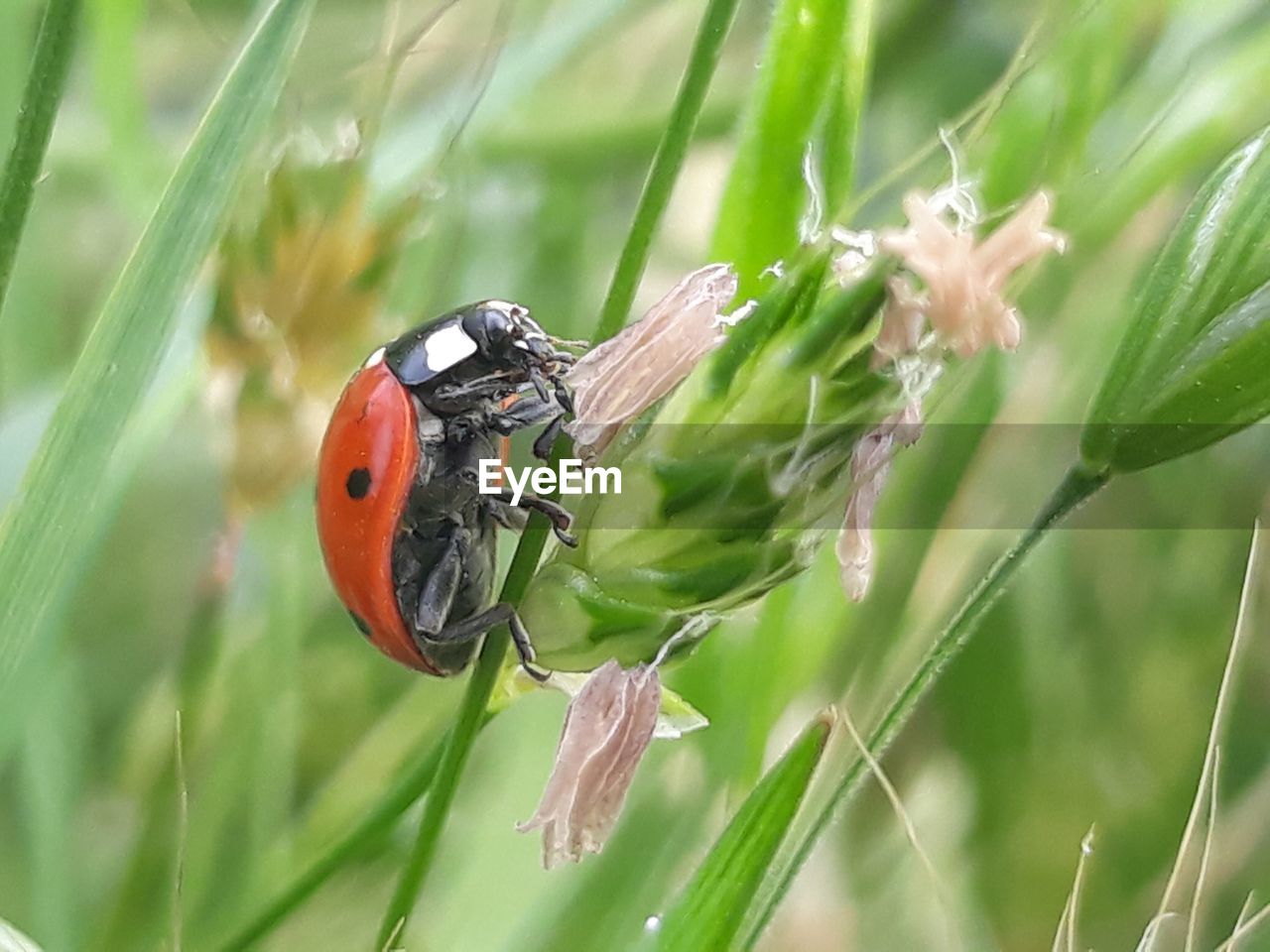 CLOSE-UP OF LADYBUG ON GREEN LEAF