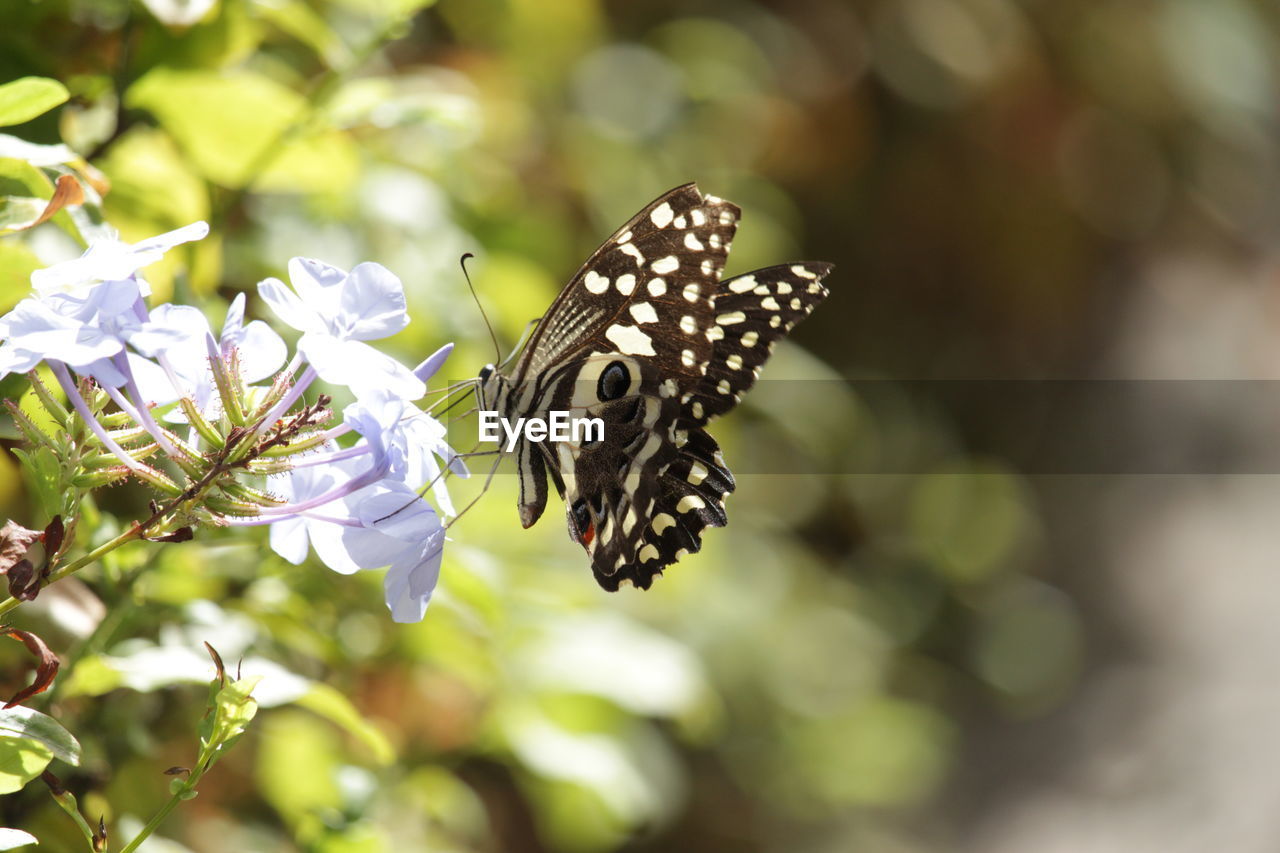 BUTTERFLY ON FLOWER