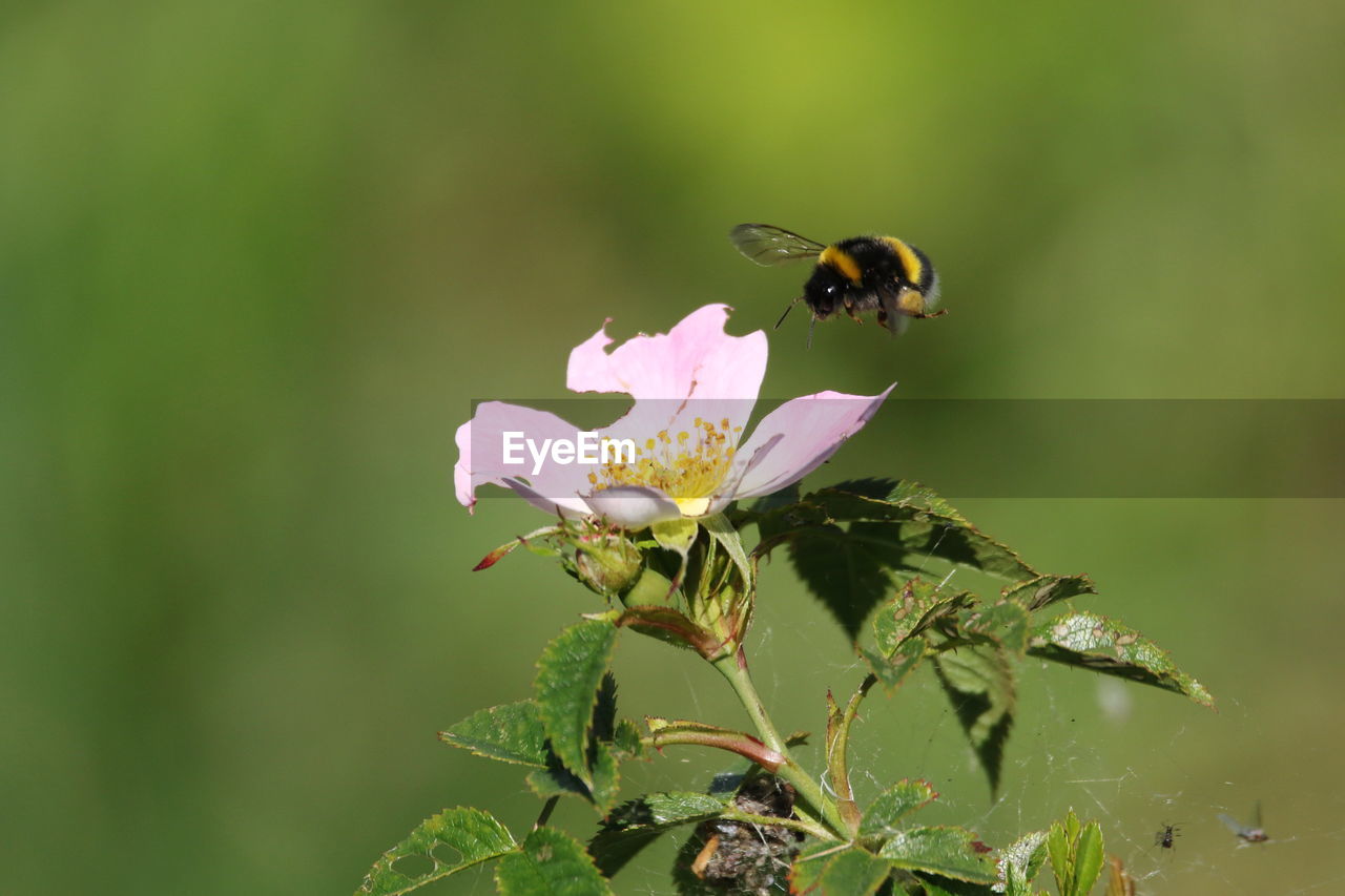 Close-up of bee pollinating on pink flower