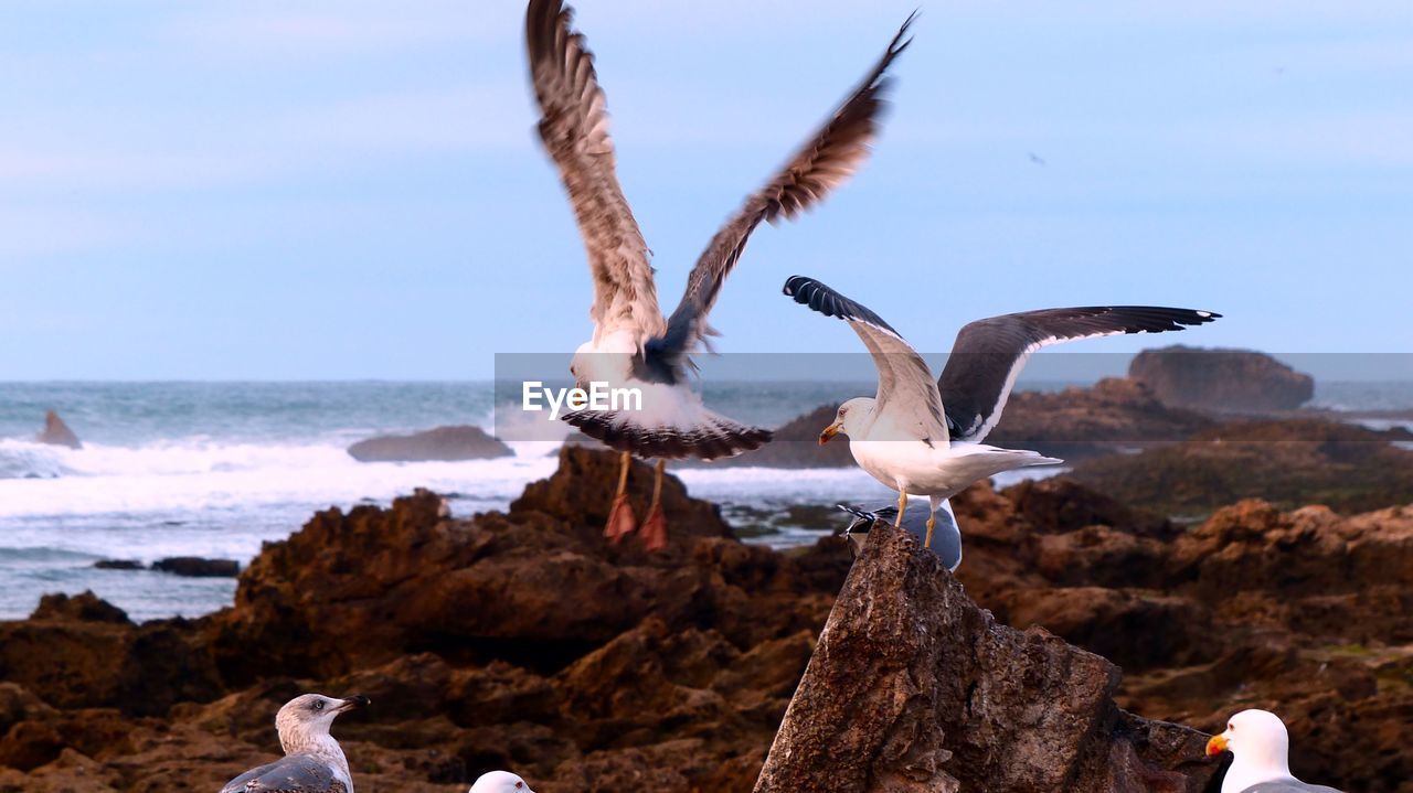 SEAGULL FLYING OVER SEA