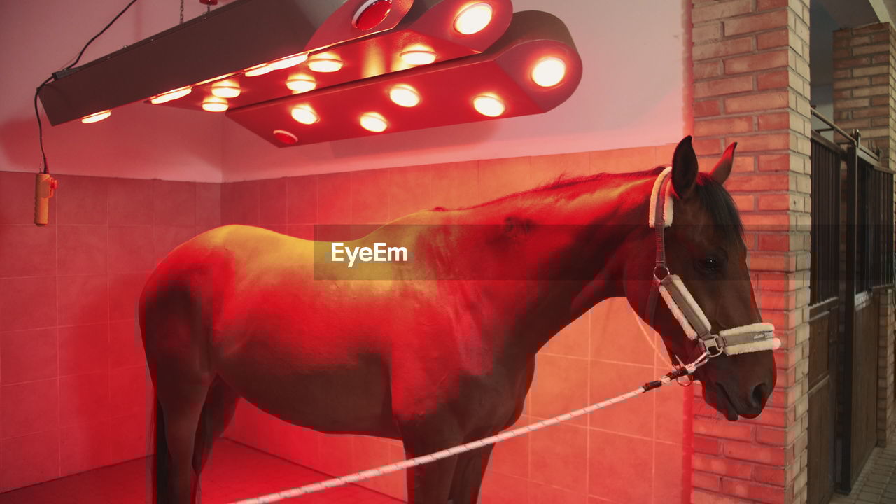 Horse standing in illuminated stable