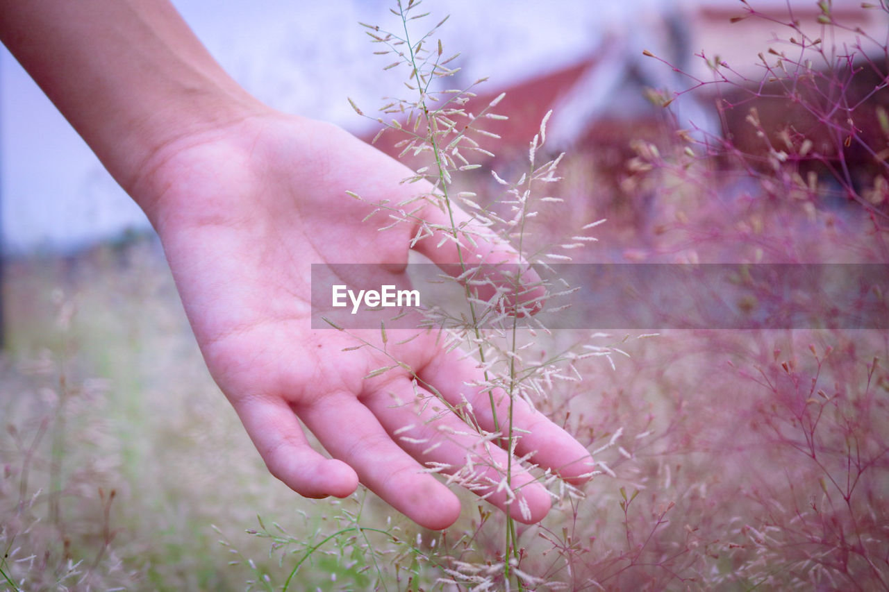 Cropped hand of woman touching plants