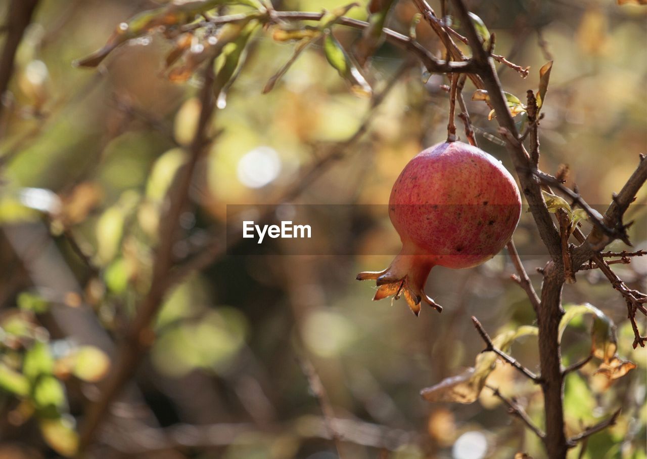 Close-up of fruits on tree