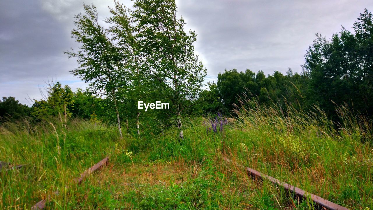 TREES GROWING IN FOREST