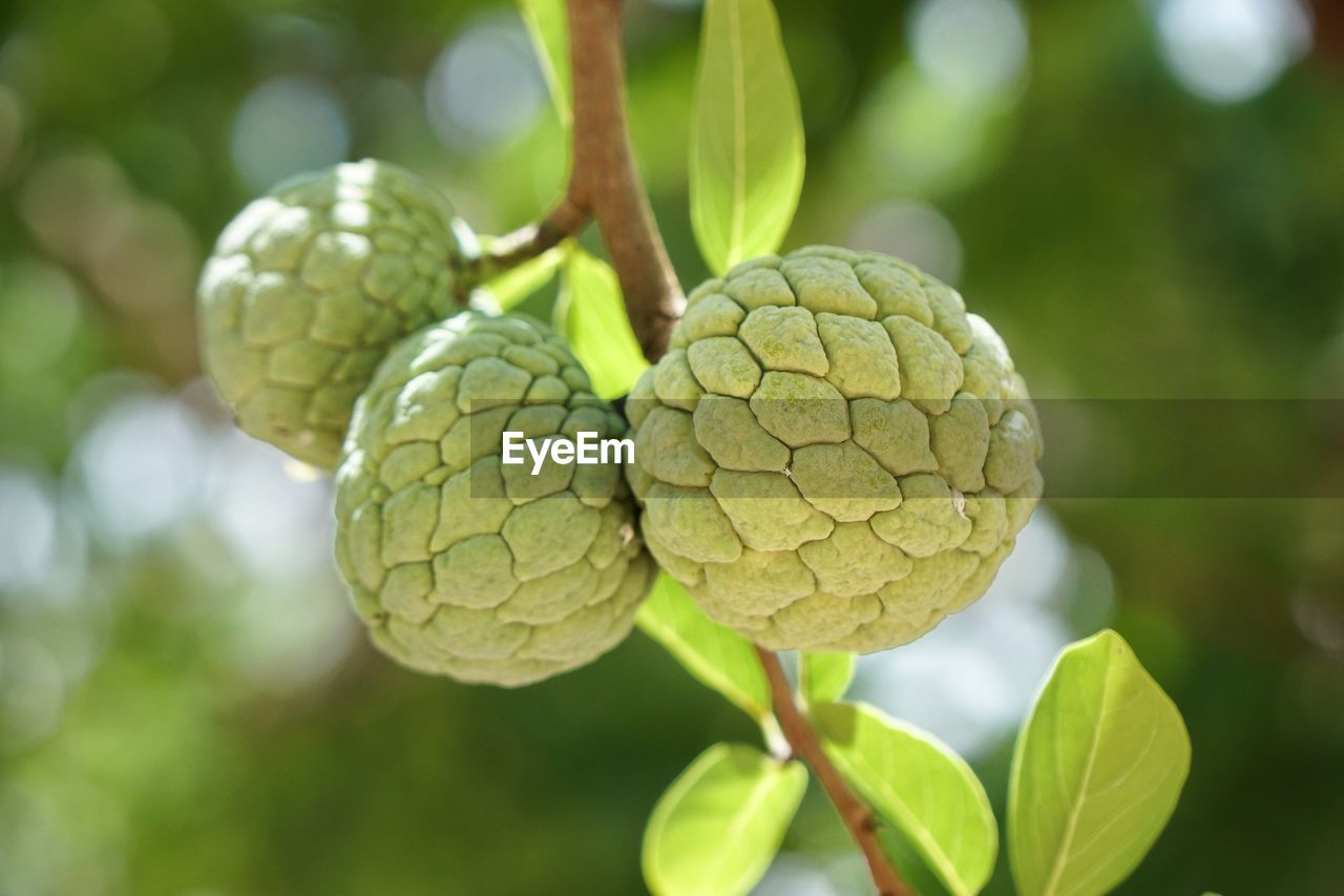 Close-up of raw custard apple