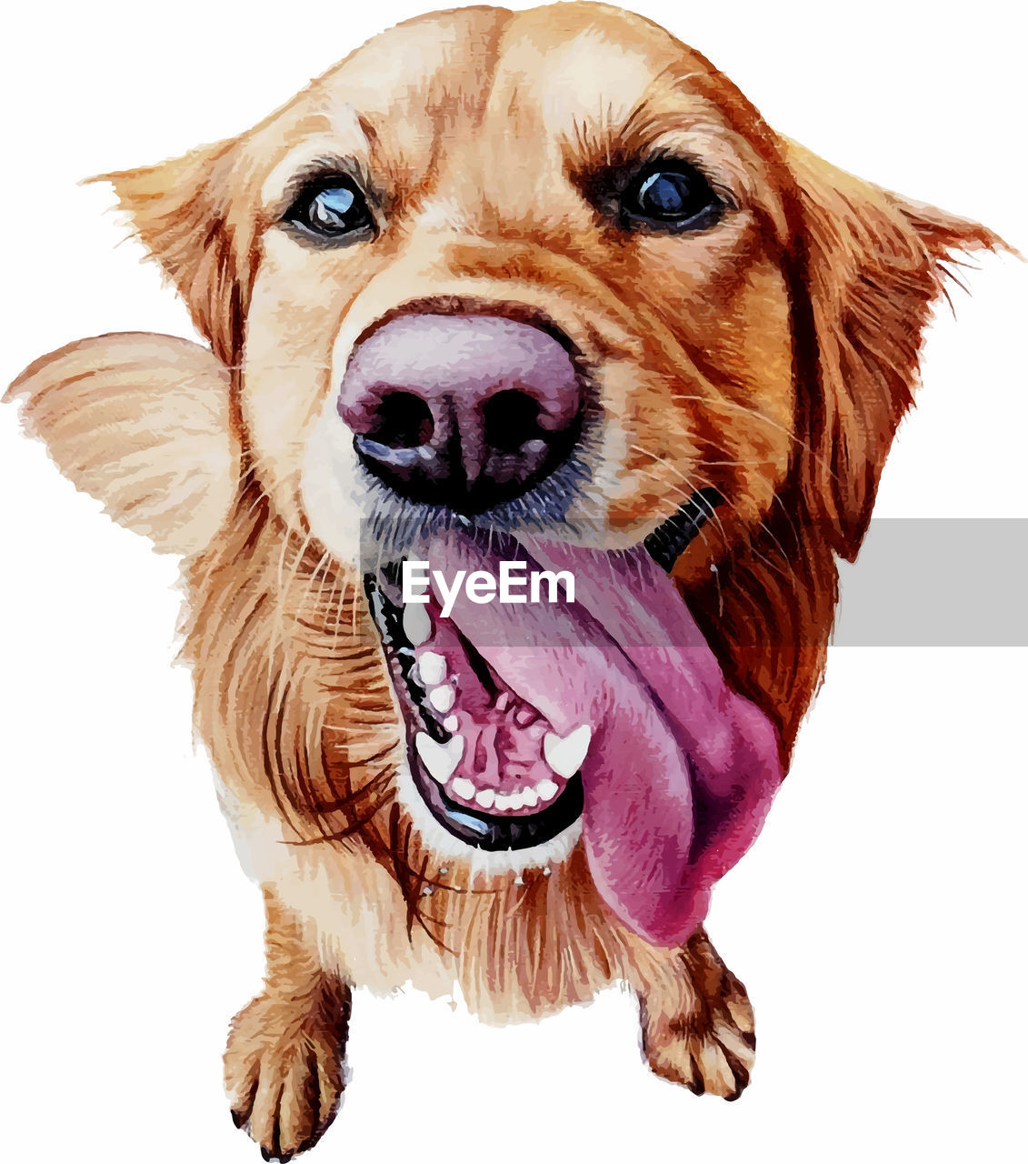 CLOSE-UP OF A DOG OVER WHITE BACKGROUND