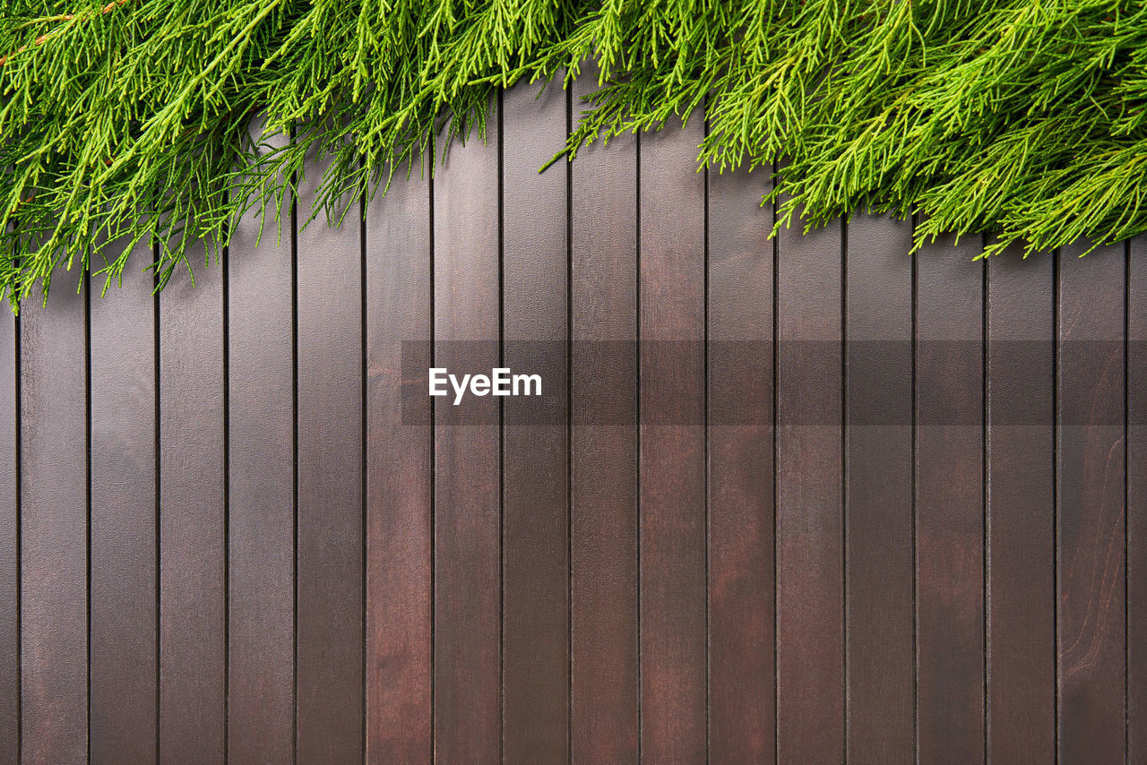 HIGH ANGLE VIEW OF PLANTS GROWING BY WOOD