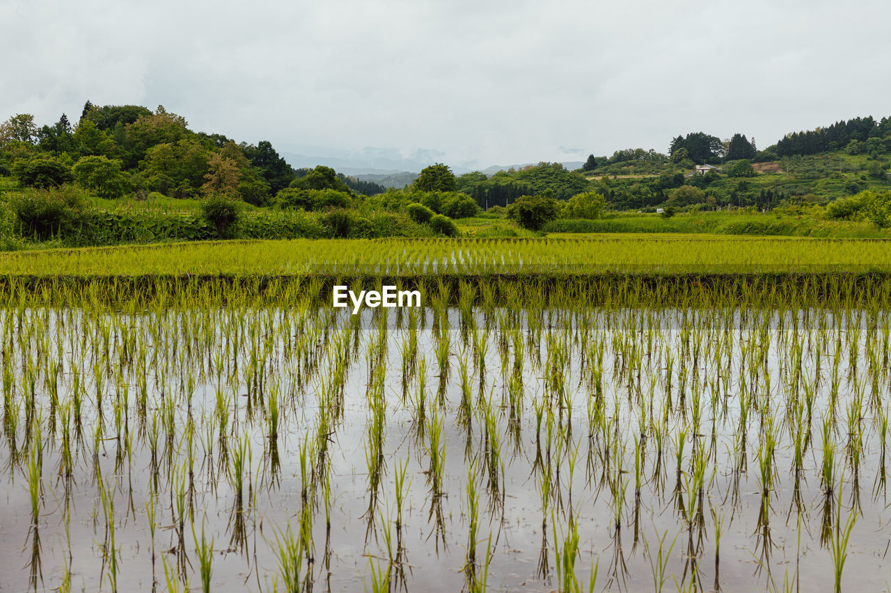 Scenic view of flooded rice paddy during the rainy season in japan's countryside