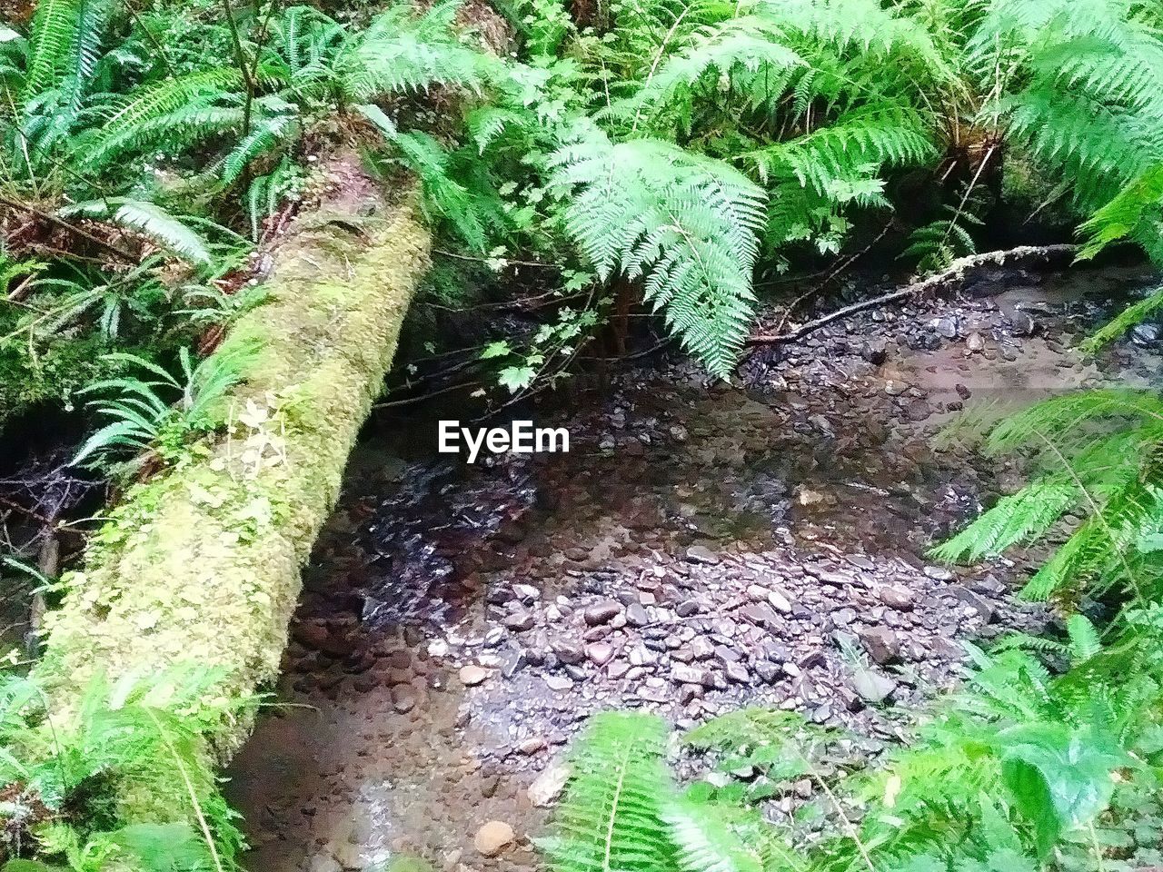 CLOSE-UP OF PLANTS GROWING ON TREE IN FOREST