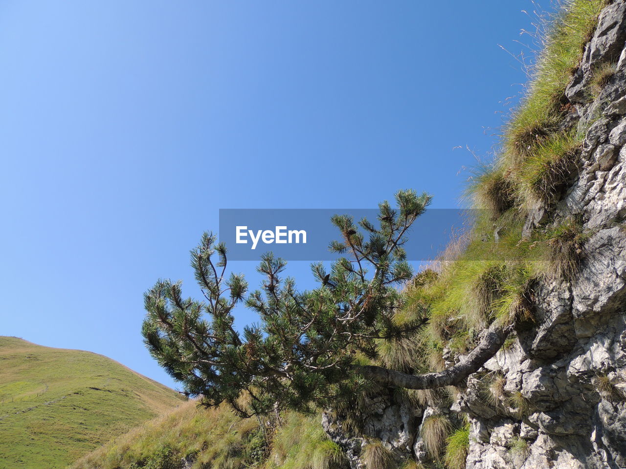 LOW ANGLE VIEW OF TREES ON LANDSCAPE AGAINST CLEAR BLUE SKY