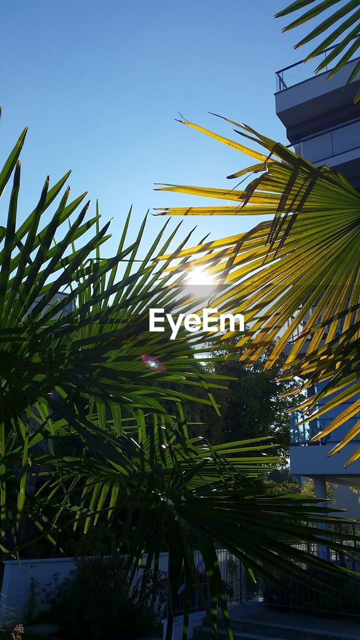 LOW ANGLE VIEW OF PALM TREES AGAINST SKY