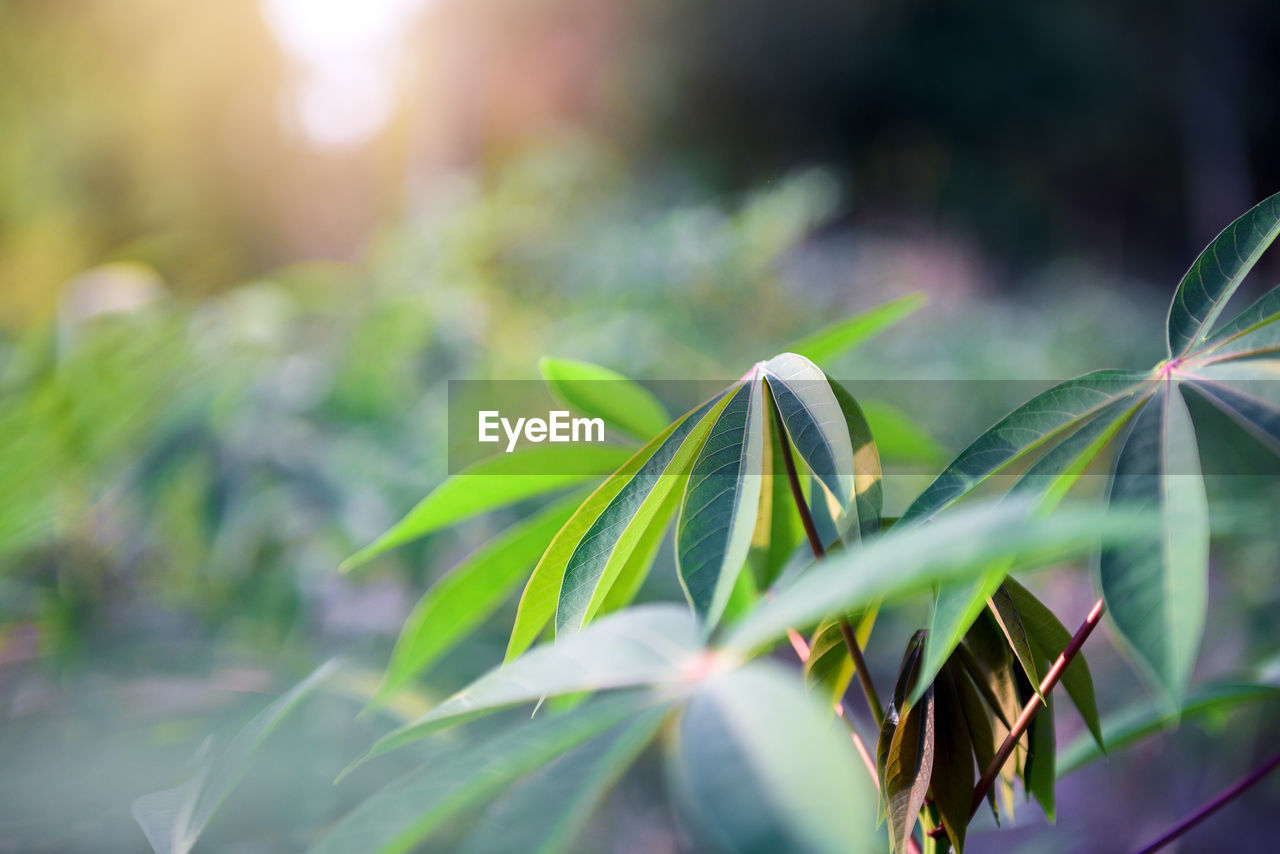 CLOSE-UP OF FRESH GREEN PLANT