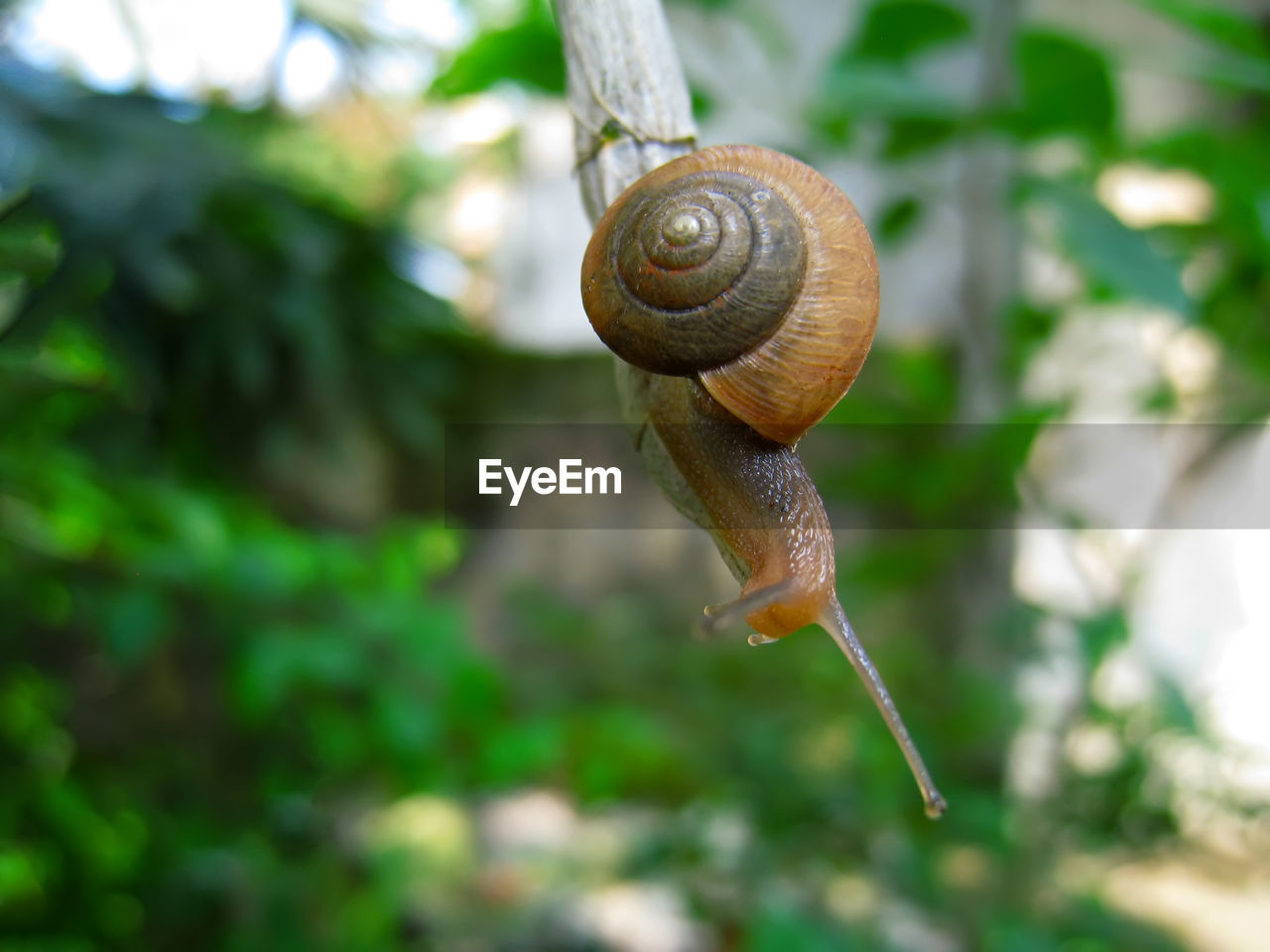 CLOSE-UP OF SNAIL ON A BLURRED BACKGROUND