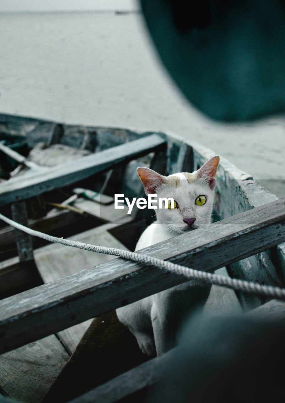 Close-up portrait of a cat