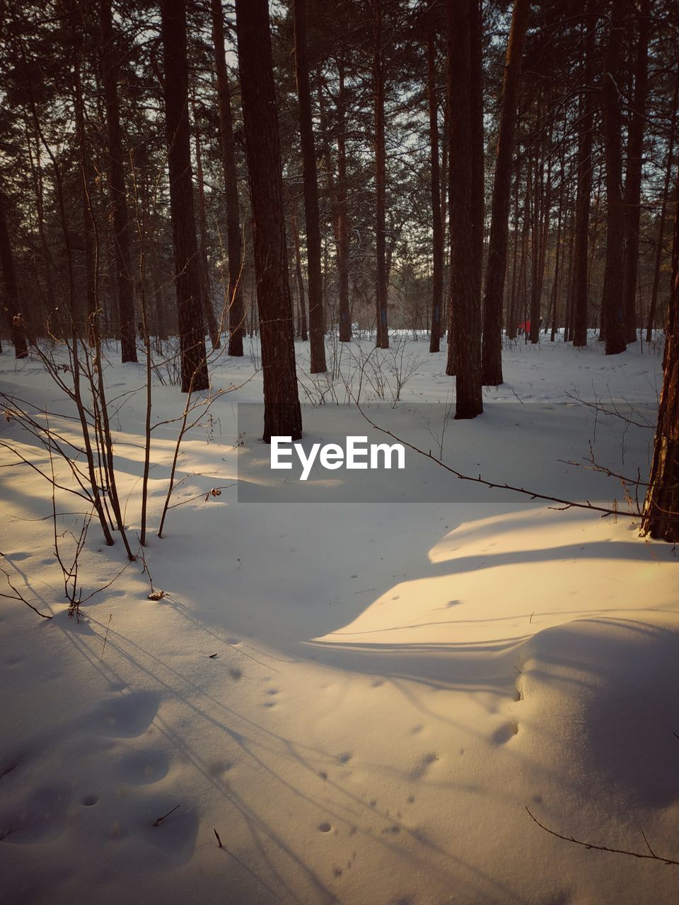 SNOW COVERED LAND AND TREES IN FOREST DURING WINTER