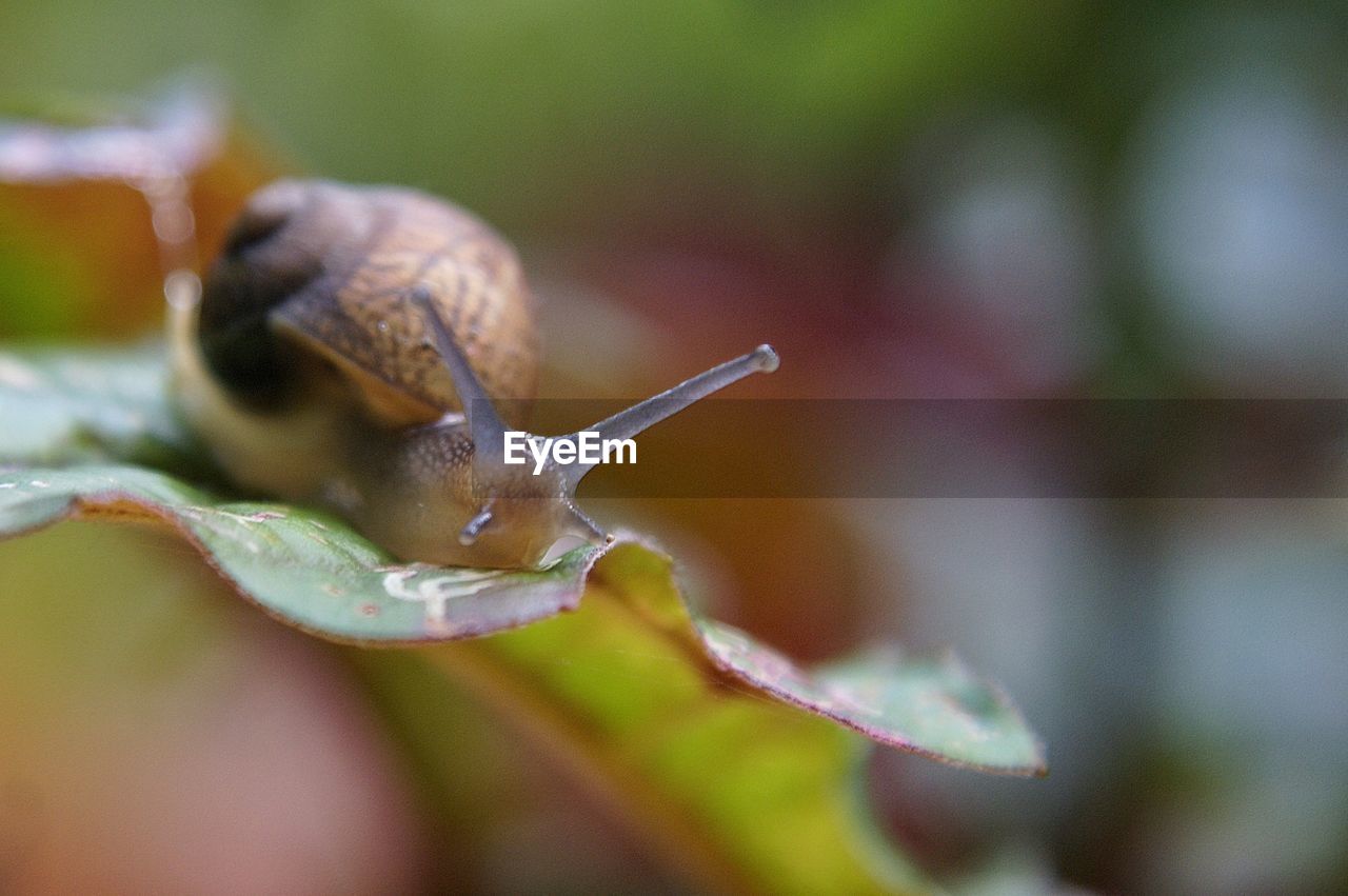 CLOSE-UP OF SNAILS ON PLANT