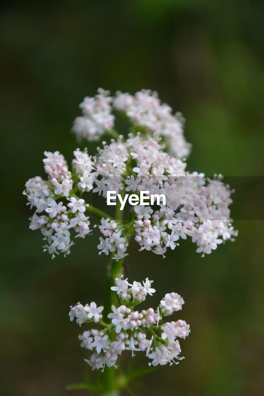 CLOSE-UP OF WHITE FLOWER BLOOMING OUTDOORS