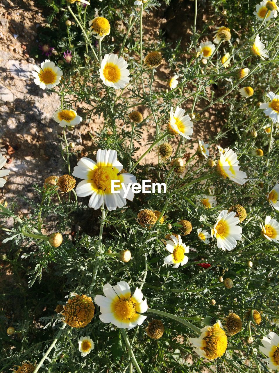 CLOSE-UP OF WHITE DAISY FLOWERS BLOOMING IN FIELD