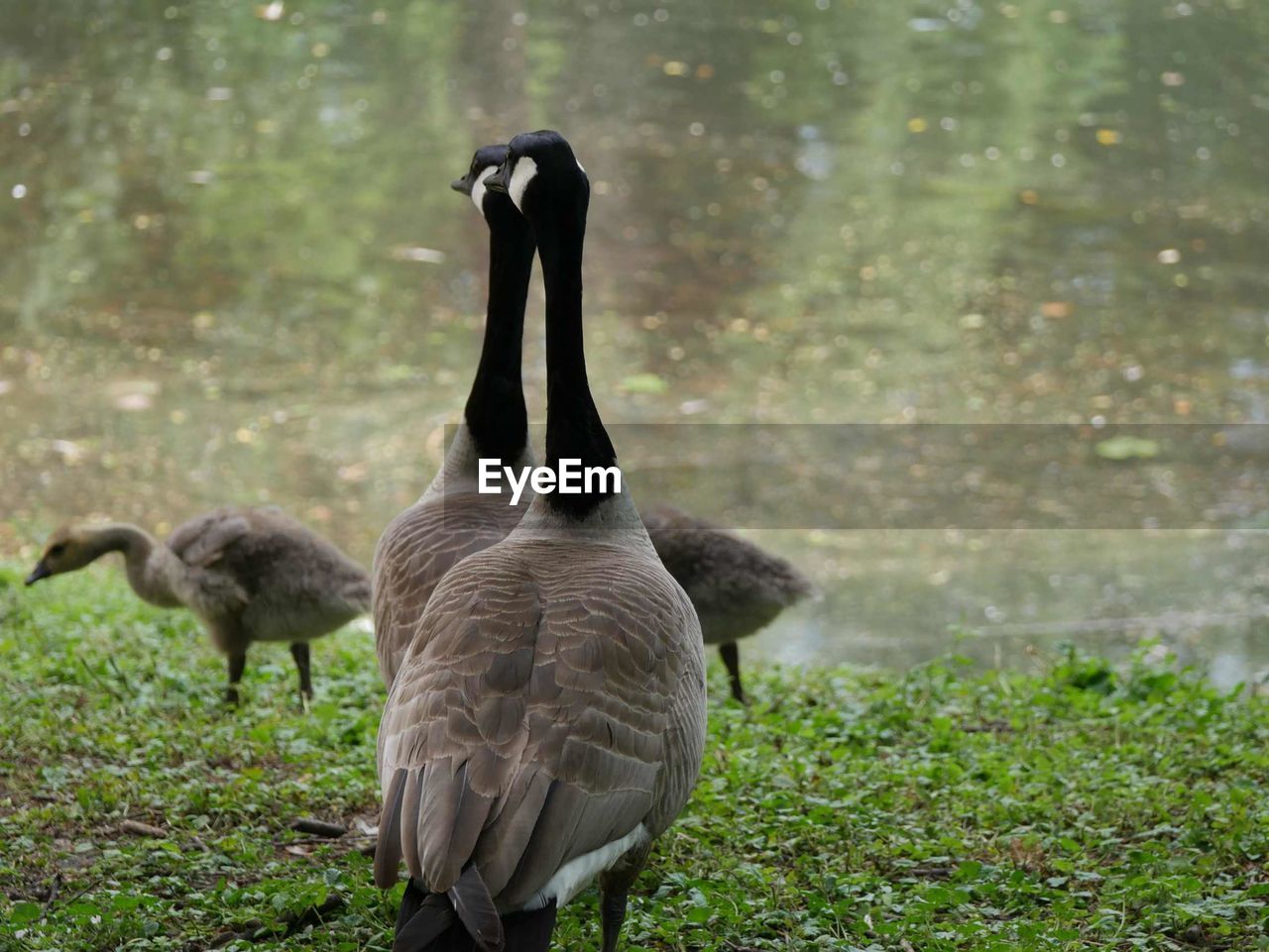 Canada geese with cygnets by lake