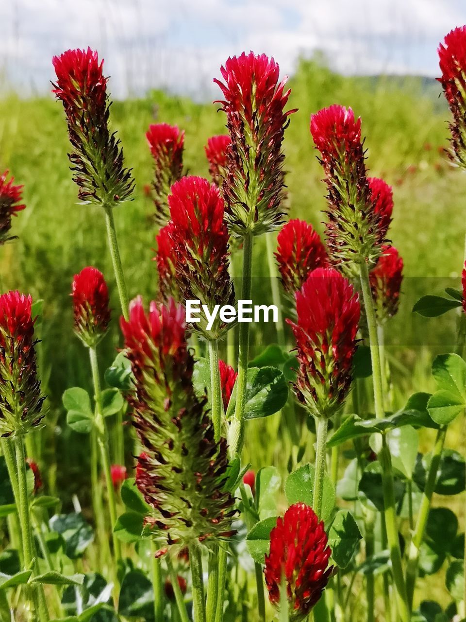 CLOSE-UP OF RED FLOWERING PLANTS