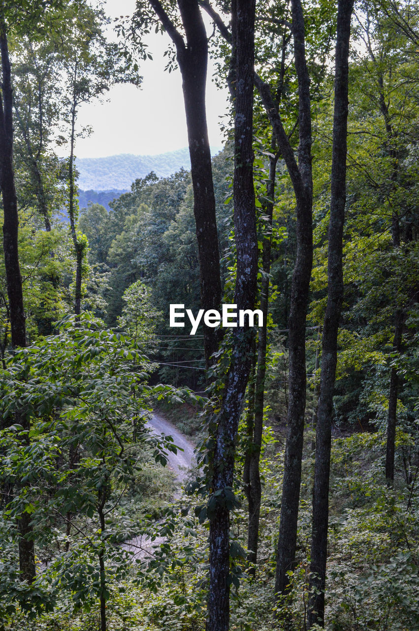 TREES GROWING IN FOREST