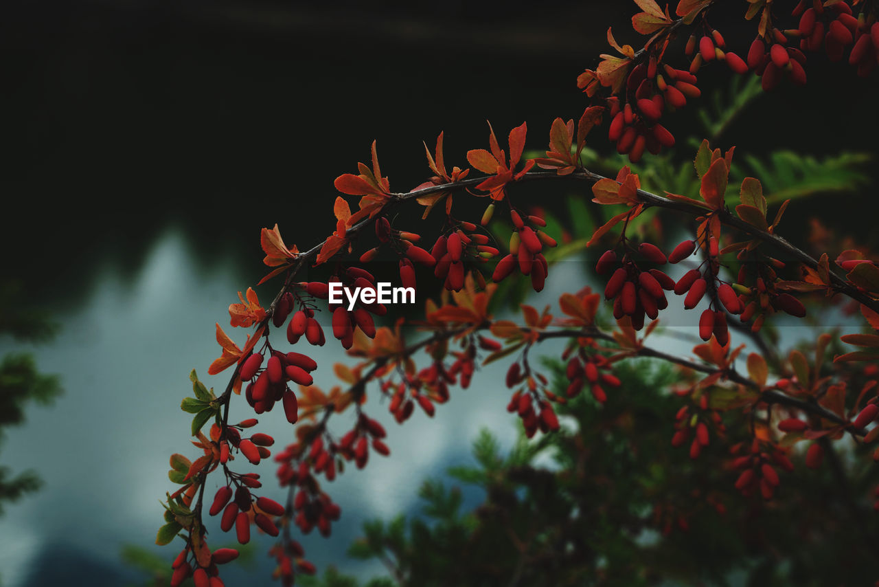 plant, leaf, tree, nature, autumn, branch, red, plant part, beauty in nature, no people, flower, growth, sunlight, macro photography, sky, outdoors, tranquility, fruit, day, close-up, focus on foreground, low angle view, green