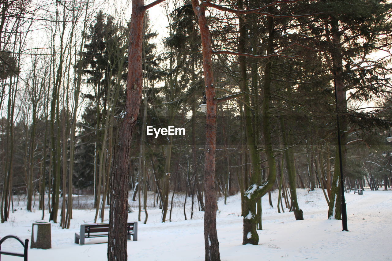 TREES ON SNOW COVERED LANDSCAPE
