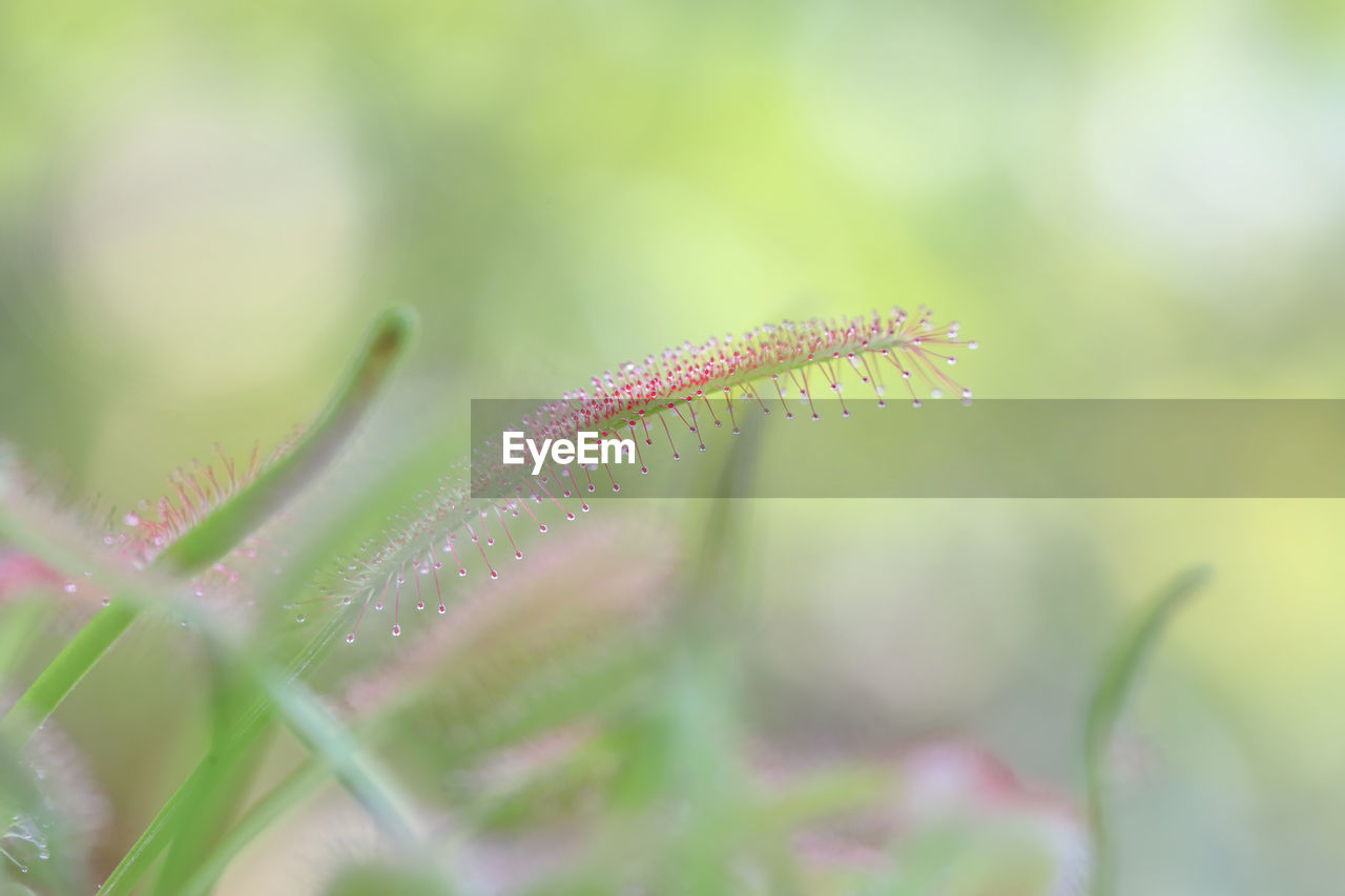 Close-up of wet plant