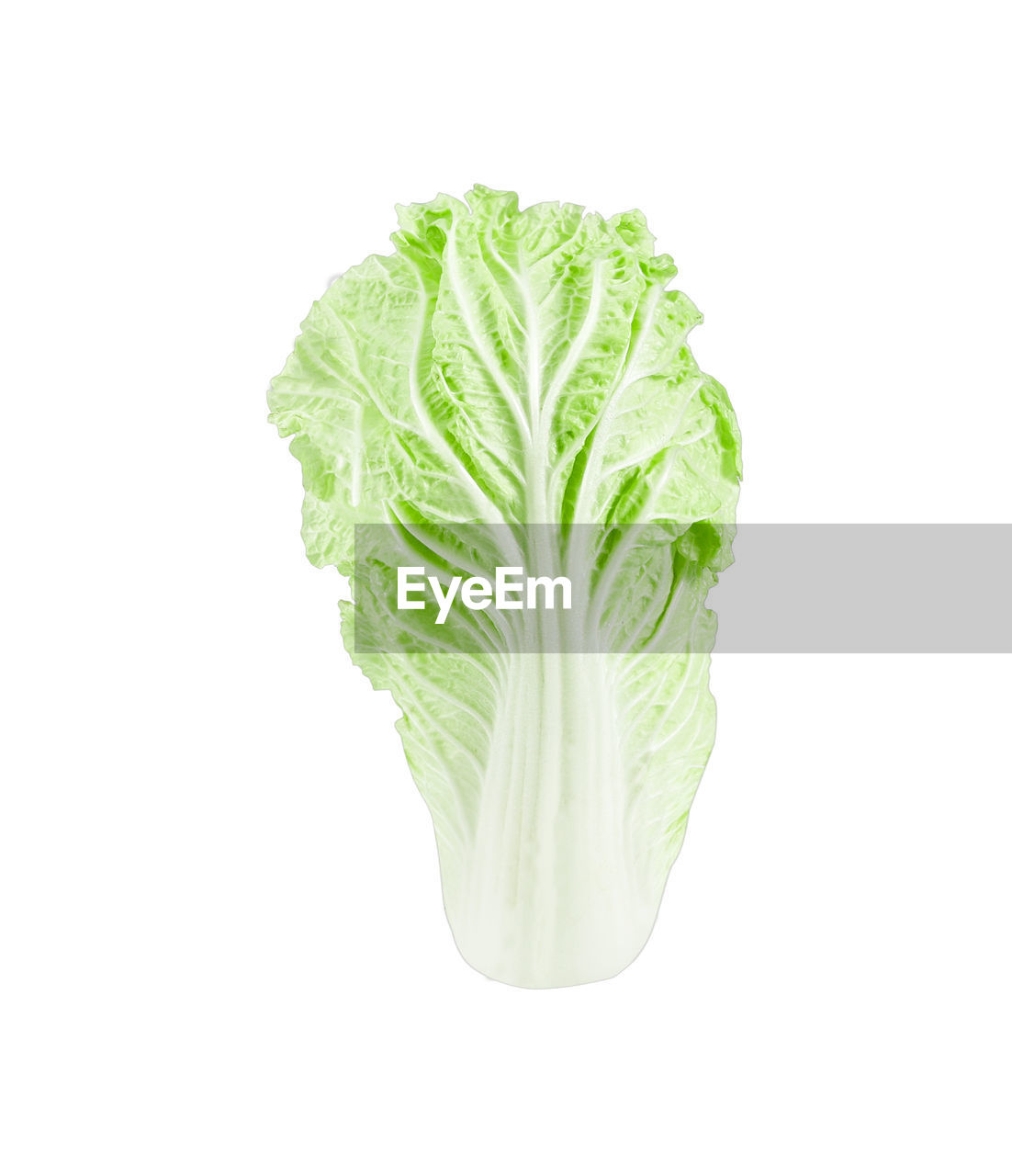 CLOSE-UP OF FRESH GREEN LEAF AGAINST WHITE BACKGROUND AGAINST GRAY