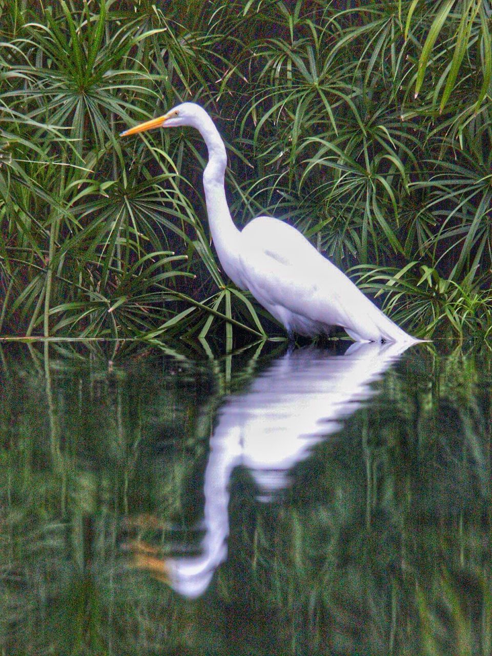 Side view of great egret reflection in lake against green plants