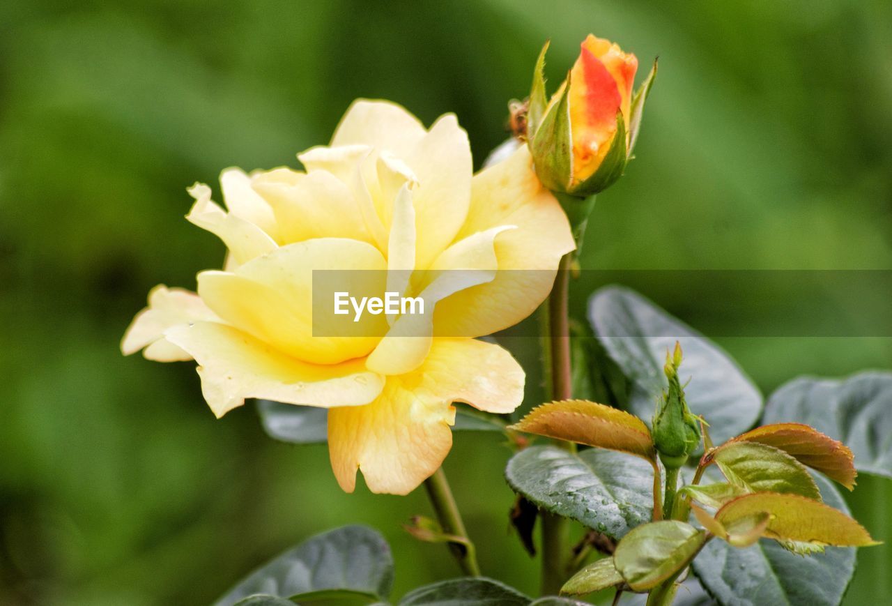 CLOSE-UP OF YELLOW FLOWER