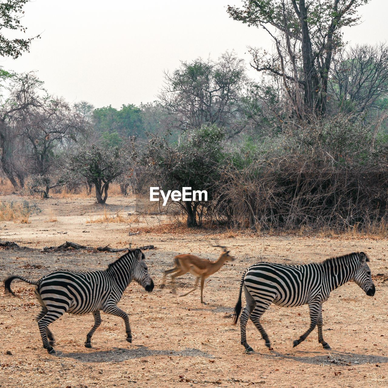 ZEBRA STANDING ON FIELD BY TREES