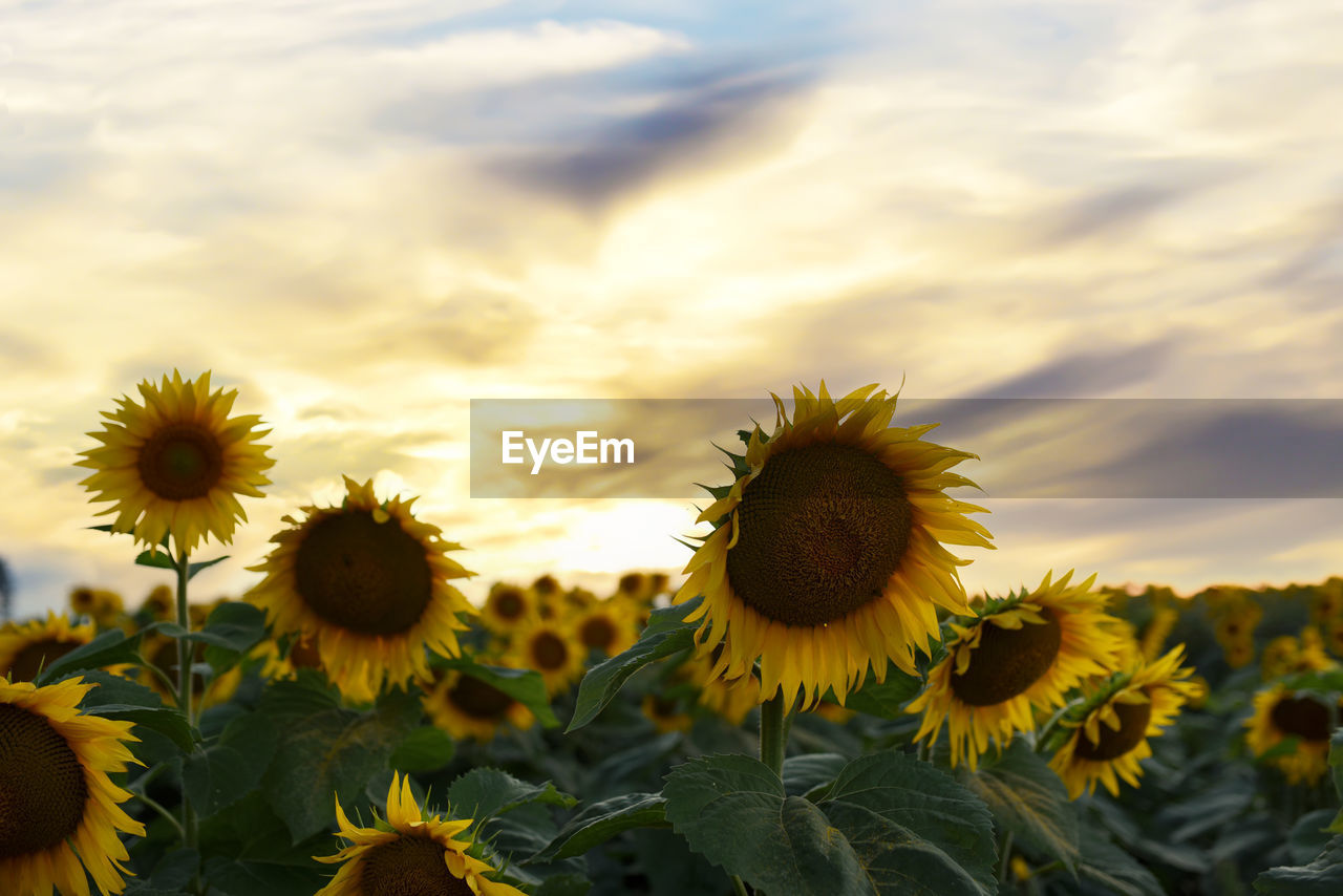 CLOSE-UP OF SUNFLOWER ON FIELD AGAINST CLOUDY SKY