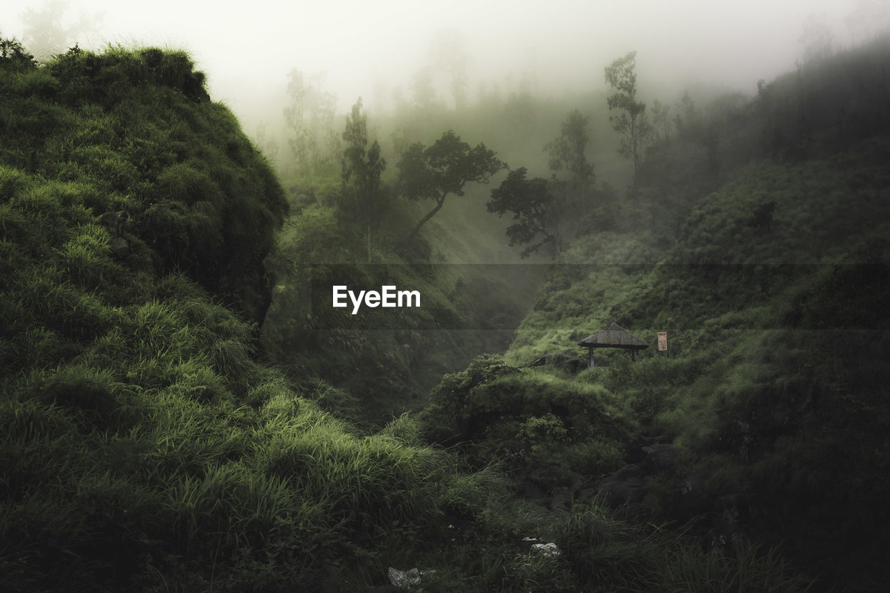 High angle view of trees in foggy weather