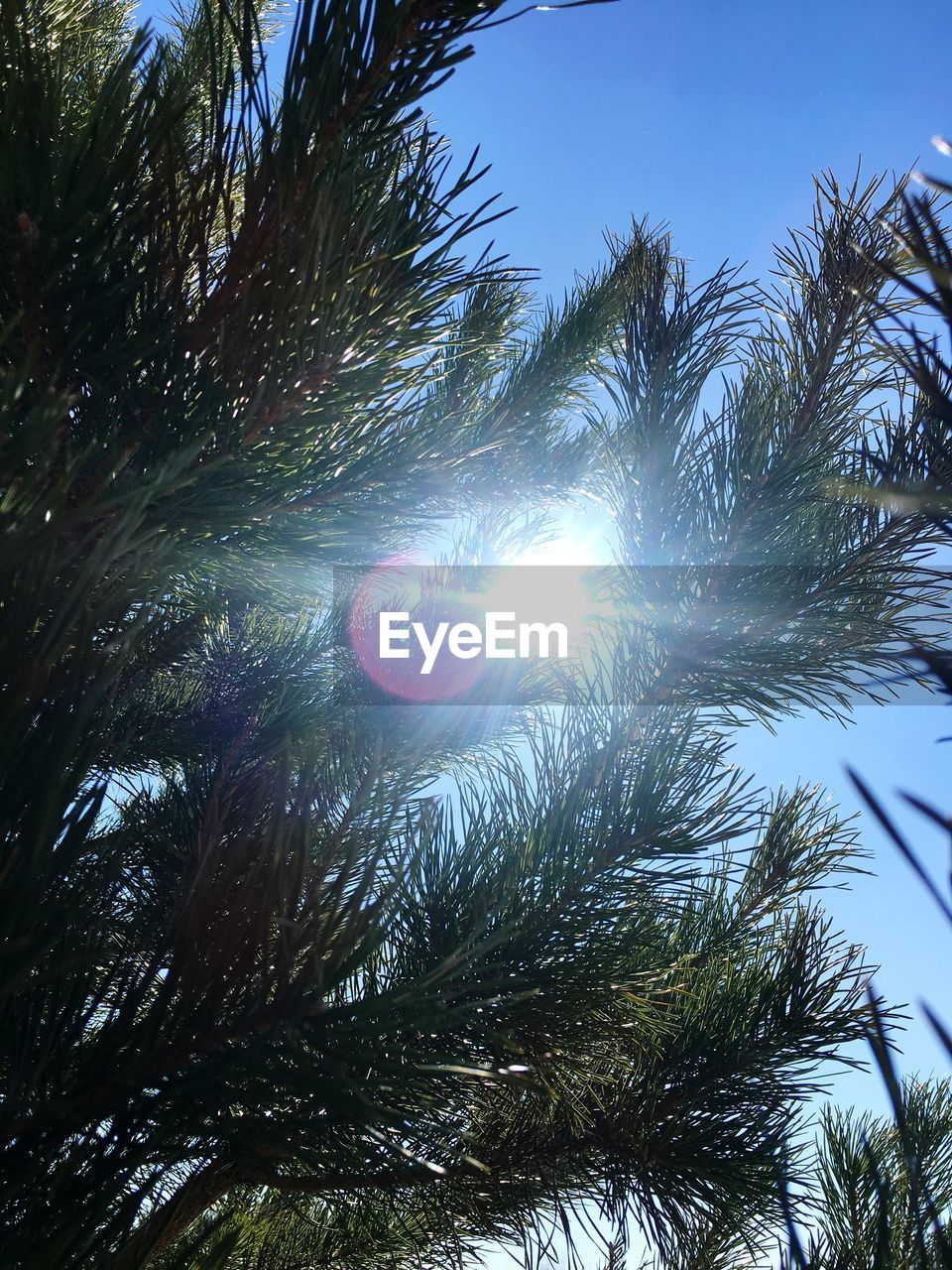LOW ANGLE VIEW OF SUN SHINING THROUGH PALM TREE