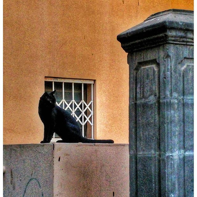 CLOSE-UP OF BIRD ON WALL