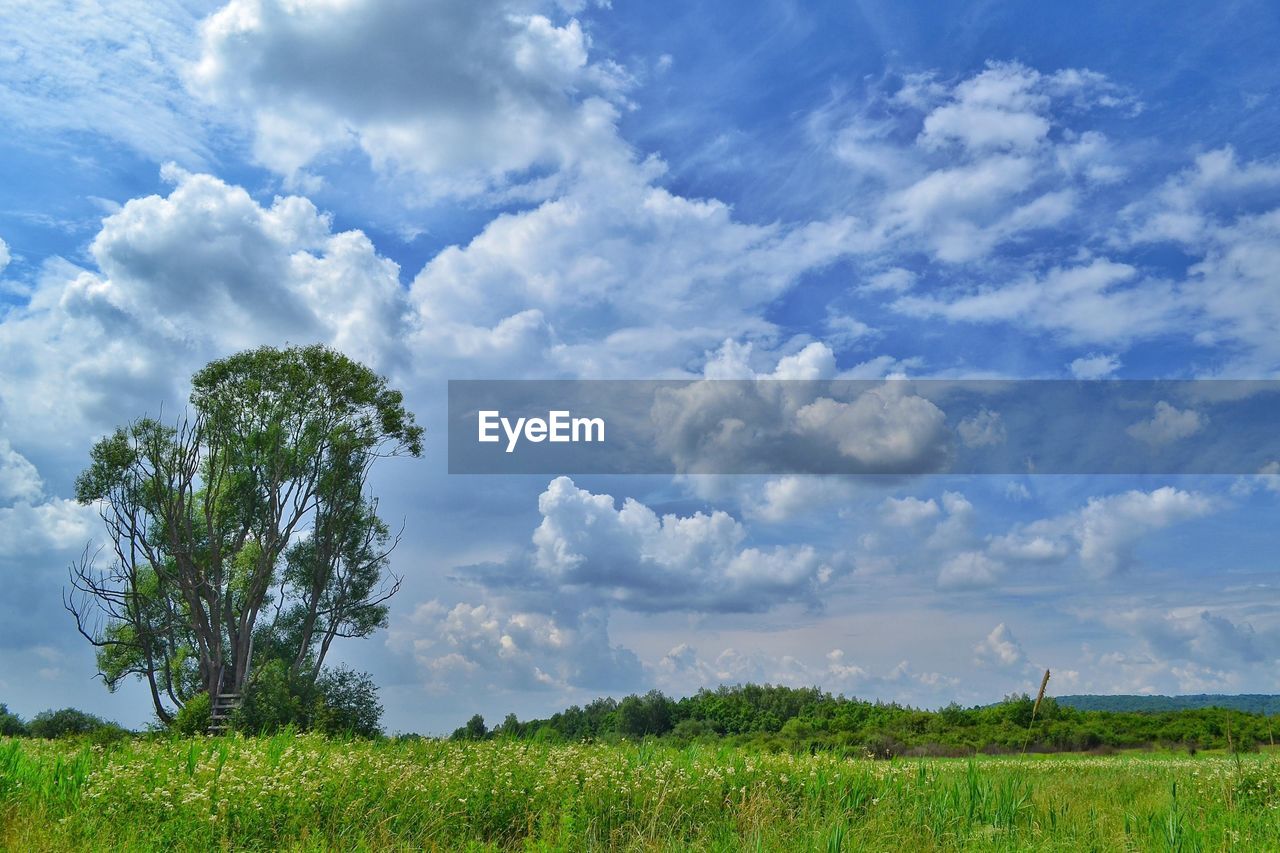 SCENIC VIEW OF LAND AND TREES AGAINST SKY